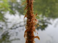 Dryopteris affinis 17, Geschubde mannetjesvaren, Saxifraga-Rutger Barendse