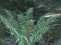 Dryopteris affinis 2, Geschubde mannetjesvaren, Saxifraga-Inigo Sanchez