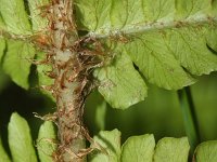 Dryopteris affinis 23, Geschubde mannetjesvaren, Saxifraga-Rutger Barendse