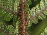 Dryopteris affinis 4, Geschubde mannetjesvaren, Saxifraga-Peter Meininger
