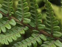 Dryopteris affinis 5, Geschubde mannetjesvaren, Saxifraga-Peter Meininger