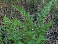 Dryopteris carthusiana 10, Smalle stekelvaren, Saxifraga-Ed Stikvoort