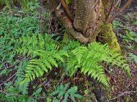 Dryopteris carthusiana 3, Smalle stekelvaren, Saxifraga-Ed Stikvoort