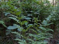 Dryopteris carthusiana 4, Smalle stekelvaren, Saxifraga-Ed Stikvoort