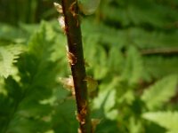 Dryopteris carthusiana 5, Smalle stekelvaren, Saxifraga-Ed Stikvoort