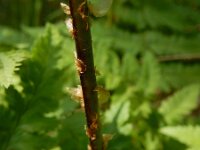 Dryopteris carthusiana 5, Smalle stekelvaren, Saxifraga-Ed Stikvoort