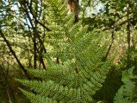 Dryopteris carthusiana 6, Smalle stekelvaren, Saxifraga-Ed Stikvoort