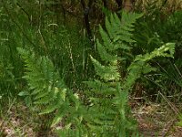 Dryopteris carthusiana 7, Smalle stekelvaren, Saxifraga-Ed Stikvoort