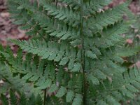 Dryopteris carthusiana 9, Smalle stekelvaren, Saxifraga-Ed Stikvoort