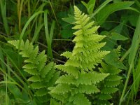 Dryopteris cristata 3, Kamvaren, Saxifraga-Ed Stikvoort