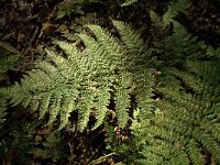 Dryopteris dilatata, Broad Buckler-fern