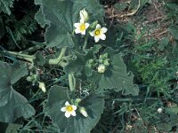 Ecballium elaterium 1, Saxifraga-Jan van der Straaten