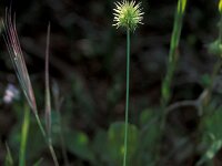 Echinaria capitata 1, Saxifraga-Piet Zomerdijk