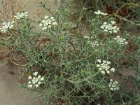 Echiniphora spinosa 1, Saxifraga-Piet Zomerdijk