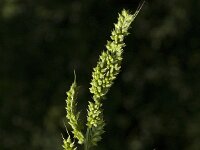 Echinochloa crus-galli 2, Europese hanenpoot, Saxifraga-Jan van der Straaten