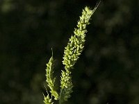 Echinochloa crus-galli 2, Hanenpoot, Saxifraga-Jan van der Straaten