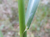 Echinochloa crus-galli 4, Europese hanenpoot, Saxifraga-Rutger Barendse