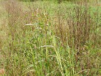 Echinochloa esculenta 2, Japanse gierst, Saxifraga-Rutger Barendse
