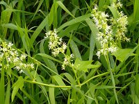 Echinocystis lobata 4, Saxifraga-Hans Grotenhuis