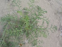 Echinophora spinosa 1, Saxifraga-Jasenka Topic
