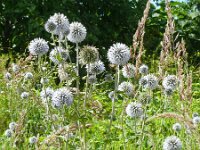 Echinops bannaticus