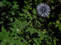 Echinops exaltatus 10, Stekelige kogeldistel, Saxifraga-Ed Stikvoort