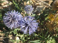 Echinops ritro 10, Zuid-Europese kogeldistel, Saxifraga-Jasenka Topic
