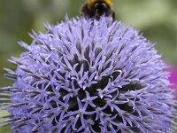 Echinops ritro 14, Zuid-Europese kogeldistel, Saxifraga-Roel Meijer