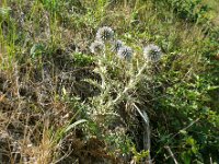 Echinops ritro 15, Zuid-Europese kogeldistel, Saxifraga-Hans Grotenhuis
