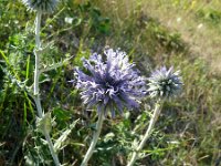 Echinops ritro 16, Zuid-Europese kogeldistel, Saxifraga-Hans Grotenhuis