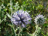 Echinops ritro 17, Kogeldistel, Saxifraga-Hans Grotenhuis