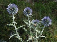 Echinops ritro 3, Zuid-Europese kogeldistel, Saxifraga-Jan van der Straaten
