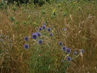 Echinops ritro 7, Zuid-Europese kogeldistel, Saxifraga-Dirk Hilbers