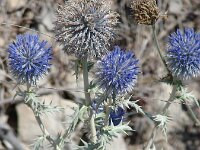 Echinops ritro 9, Zuid-Europese kogeldistel, Saxifraga-Jasenka Topic