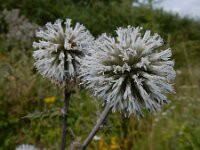 Echinops sphaerocephalus 12, Beklierde kogeldistel, Saxifraga-Ed Stikvoort : Millingerwaard