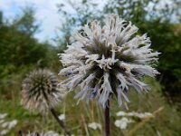 Echinops sphaerocephalus 13, Beklierde kogeldistel, Saxifraga-Ed Stikvoort : Millingerwaard