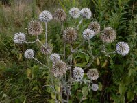 Echinops sphaerocephalus 9, Beklierde kogeldistel, Saxifraga-Ed Stikvoort : Millingerwaard