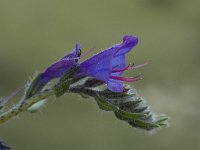 Echium angustifolium 12, Saxifraga-Willem van Kruijsbergen