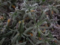 Echium angustifolium 14, Saxifraga-Ed Stikvoort