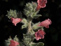 Echium angustifolium 5, Saxifraga-Willem van Kruijsbergen