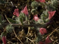 Echium angustifolium 7, Saxifraga-Willem van Kruijsbergen