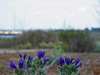 Echium arenarium