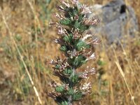 Echium boissieri 1, Saxifraga-Inigo Sanchez