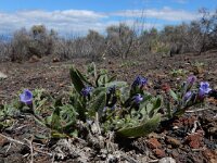 Echium bonnetii 1, Saxifraga-Ed Stikvoort