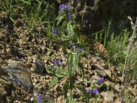 Echium creticum 4, Saxifraga-Willem van Kruijsbergen