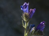 Echium creticum 5, Saxifraga-Jan van der Straaten