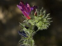 Echium creticum 6, Saxifraga-Jan van der Straaten