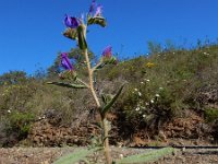 Echium creticum 9, Saxifraga-Ed Stikvoort