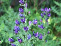 Echium creticum ssp coincyanum 1, Saxifraga-Inigo Sanchez