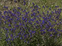 Echium creticum ssp coincyanum 7, Saxifraga-Willem van Kruijsbergen